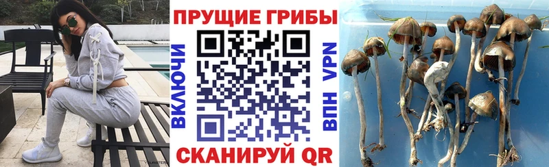 Галлюциногенные грибы Psilocybine cubensis  купить закладку  Новоульяновск 